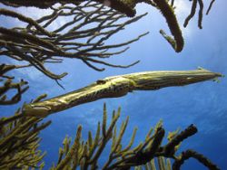 I placed my polycarbonate housed Canon S50 with sea & Sea... by Terry Moore 